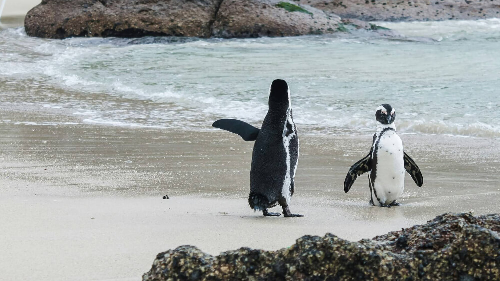 Pinguinsin Cape Town South Africa