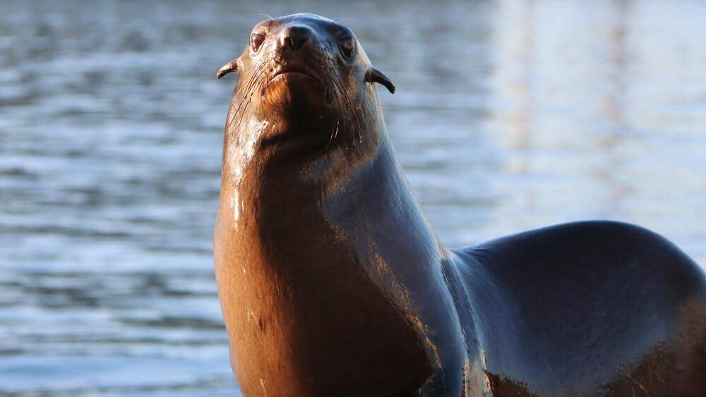Seal in Cape Town South Africa