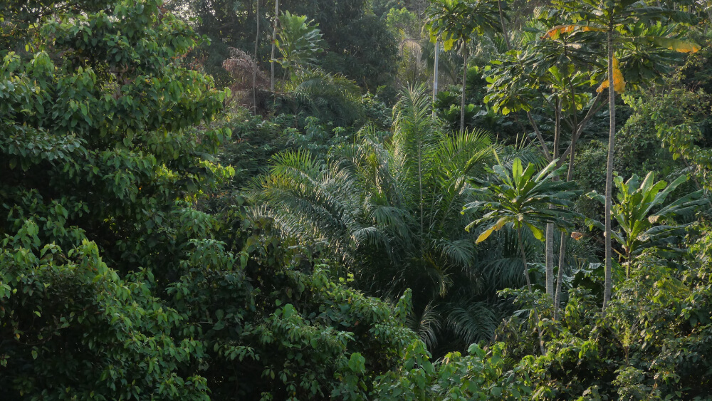 Forest in Gabon